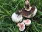 Sziki csiperke (Agaricus bernardii), Mátra